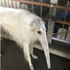 Meet your Posher, Hudson